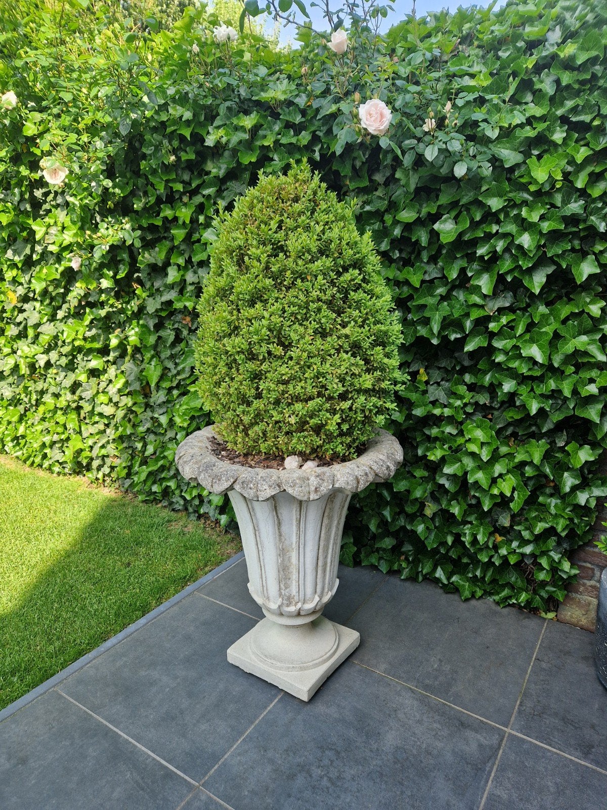 Decoratieve betonnen bloempot met plant, Tuin en Terras, Bloempotten, Ophalen