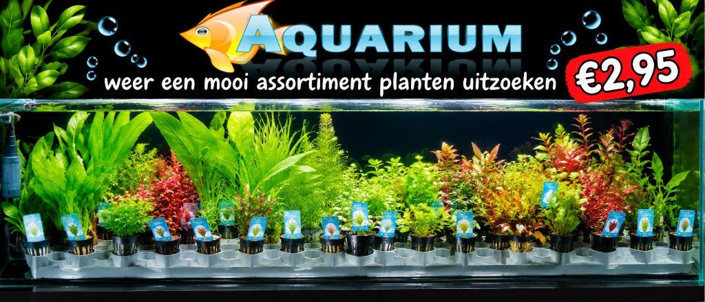 Planten duur? uitzoeken incl o.a javavaren/echinodorus aktie, Dieren en Toebehoren, Ophalen, Hobbyaquarium, Overige typen, Nieuw