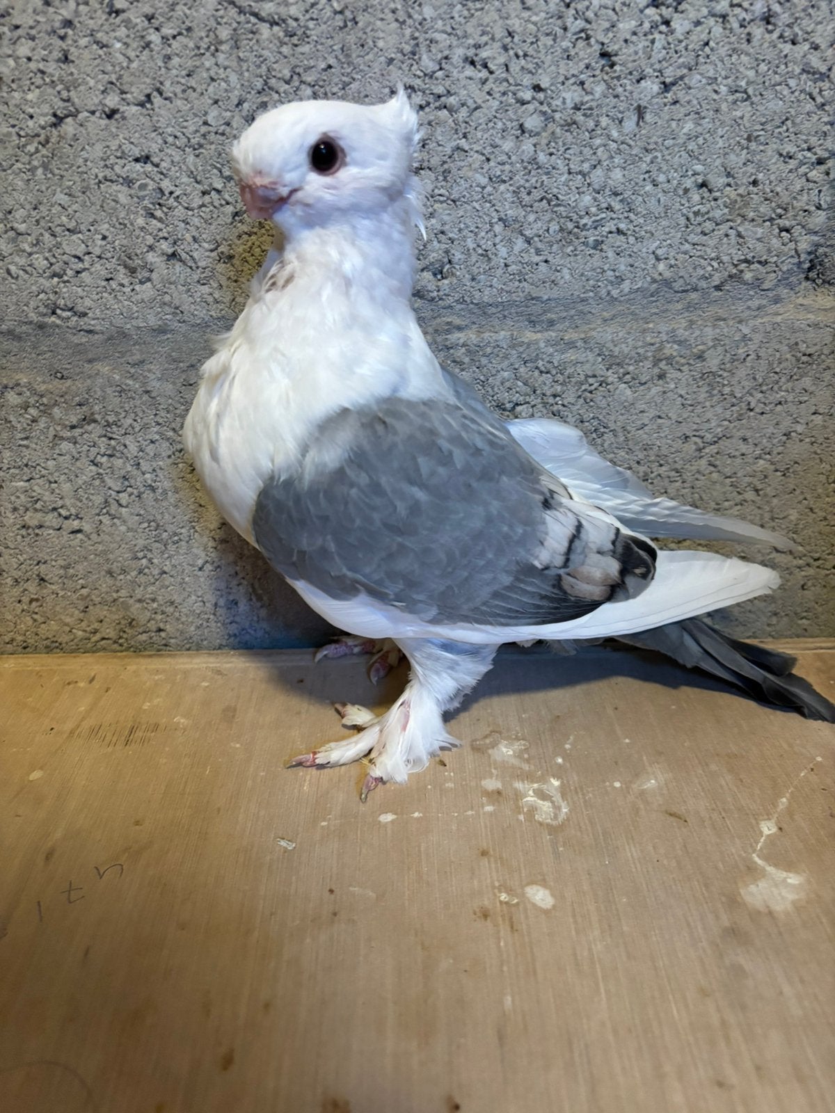 Oosterse meeuwen, Meerdere dieren, Overige soorten
