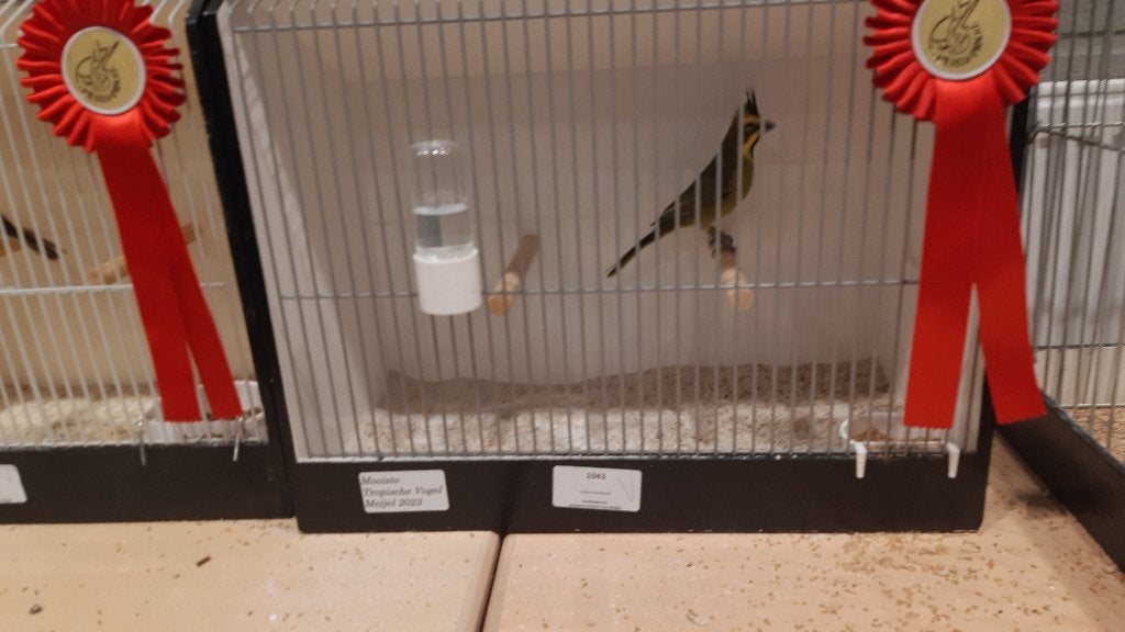 Groene kardinalen van 2026, Dieren en Toebehoren, Meerdere dieren, Tropenvogel, Geringd