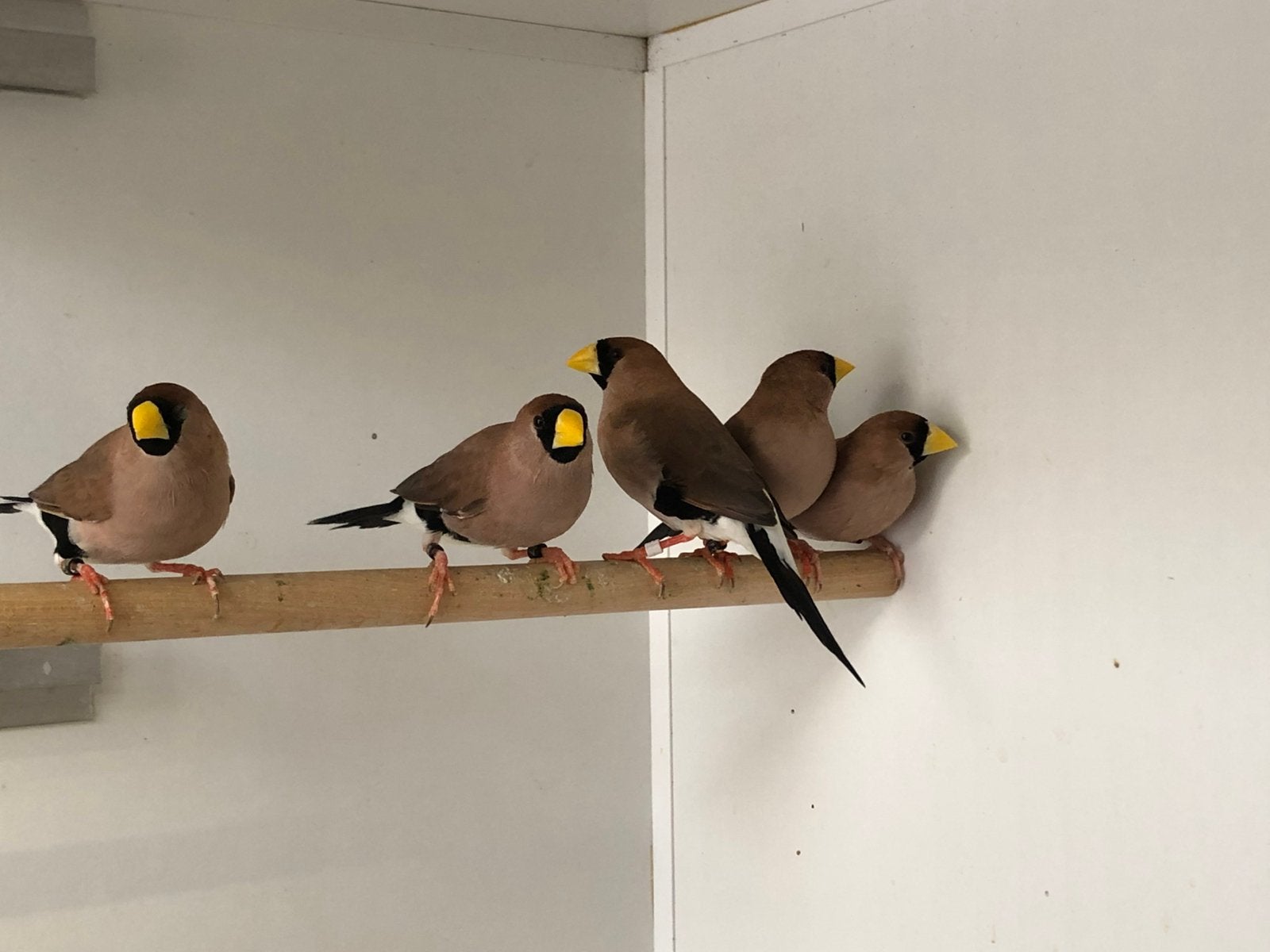 Maskeramadines, Dieren en Toebehoren, Vogels | Overige Vogels, Mannelijk