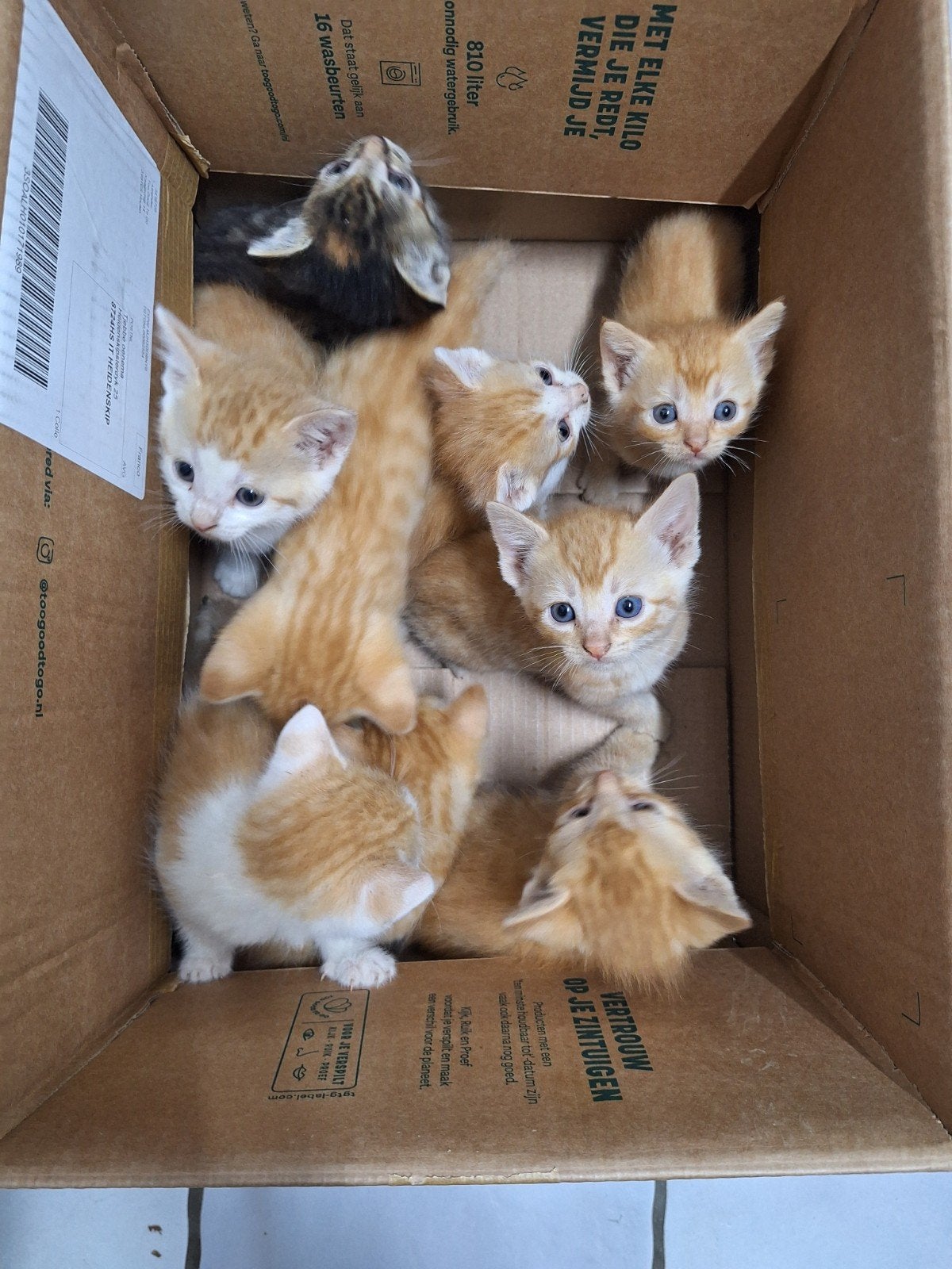 Boerderijkittens, Dieren en Toebehoren, Katten en Kittens | Overige Katten, Kortharig, Meerdere dieren, 0 tot 2 jaar
