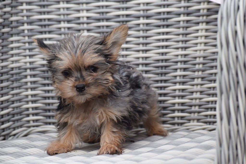 Yorkshire terrier pups nieuw nestje, Dieren en Toebehoren, Honden | Jack Russells en Terriërs, Yorkshire Terriër, Nederland, 8 tot 15 weken