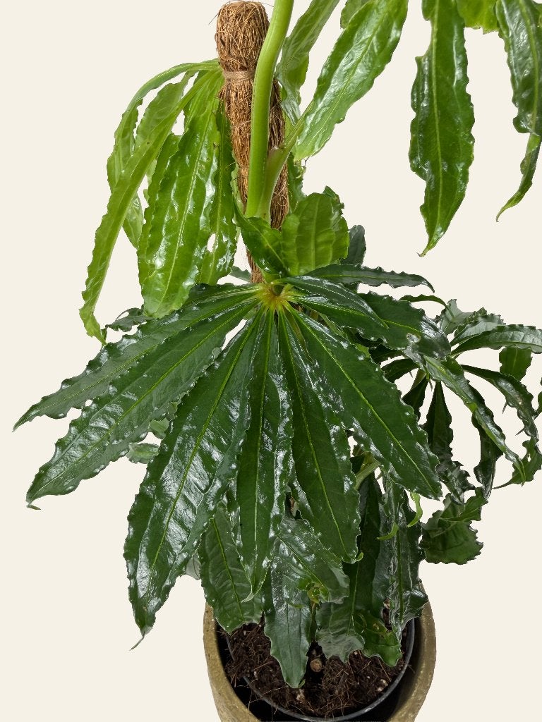 Anthurium Polyschistum, Ophalen of Verzenden, In pot, Halfschaduw, Minder dan 100 cm