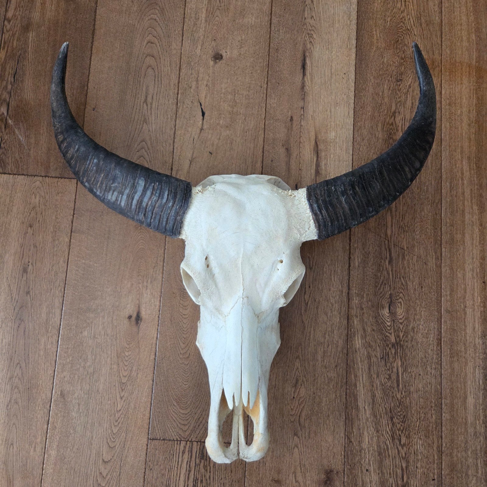 buffel schedel, Ophalen, Zo goed als nieuw, Overige soorten, Schedel