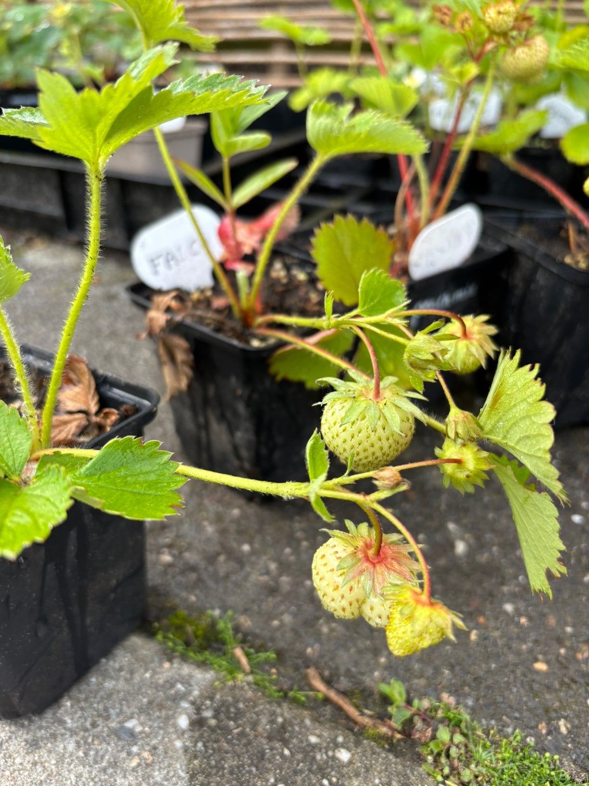 Aardbei stekken aardbeienplantjes, Ophalen, Overige soorten, Volle zon