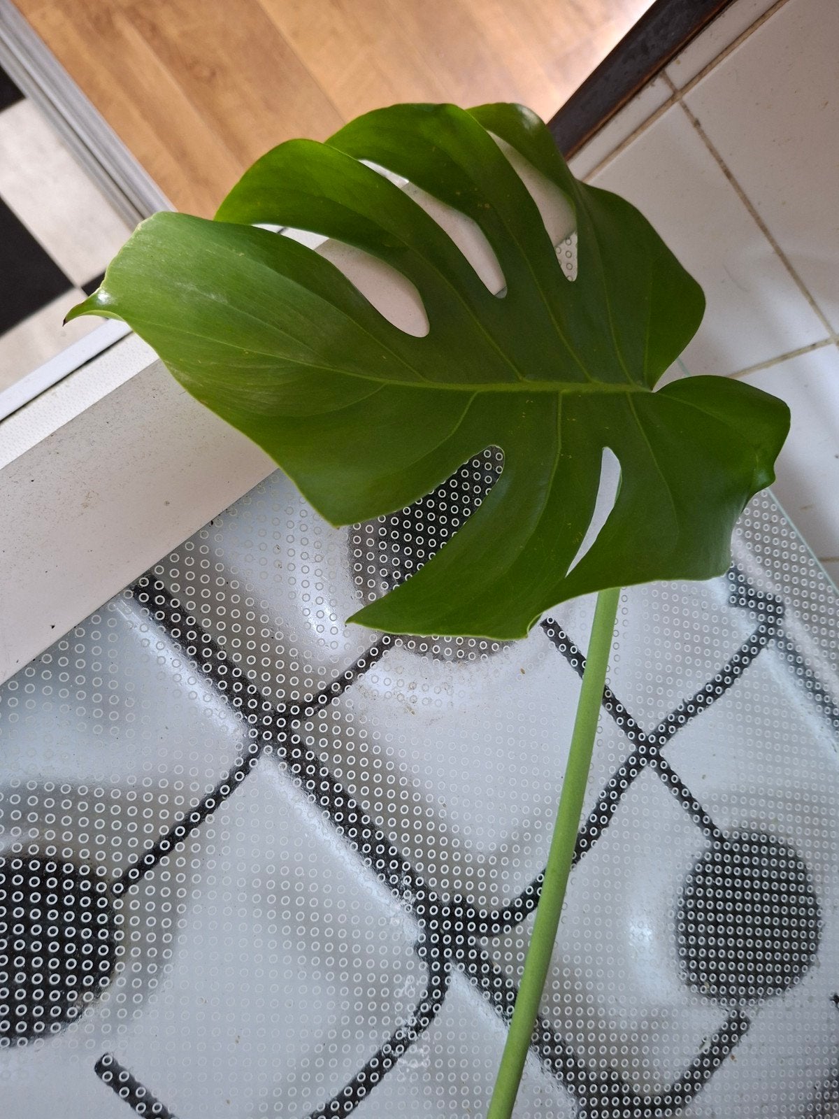 Monstera Deliciosa stek met wortel gatenplant, Ophalen, Halfschaduw, Minder dan 100 cm