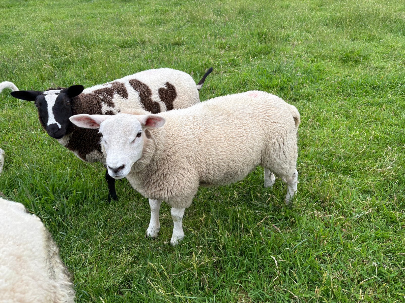 Tk 2 ooilammeren eng.tex x swifter, Vrouwelijk, Schaap