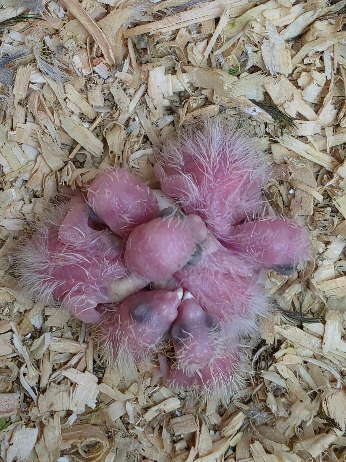Tamme Forpus Papegaaien (Pacific Parrotlets), Dieren en Toebehoren, Meerdere dieren, Papegaai
