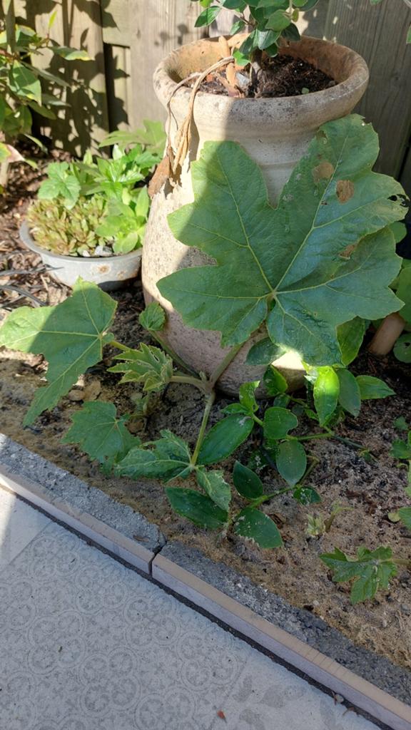 Rijstpapier plant, Tuin en Terras, Planten | Fruitbomen, Ophalen of Verzenden, Minder dan 100 cm, Overige soorten, Zomer