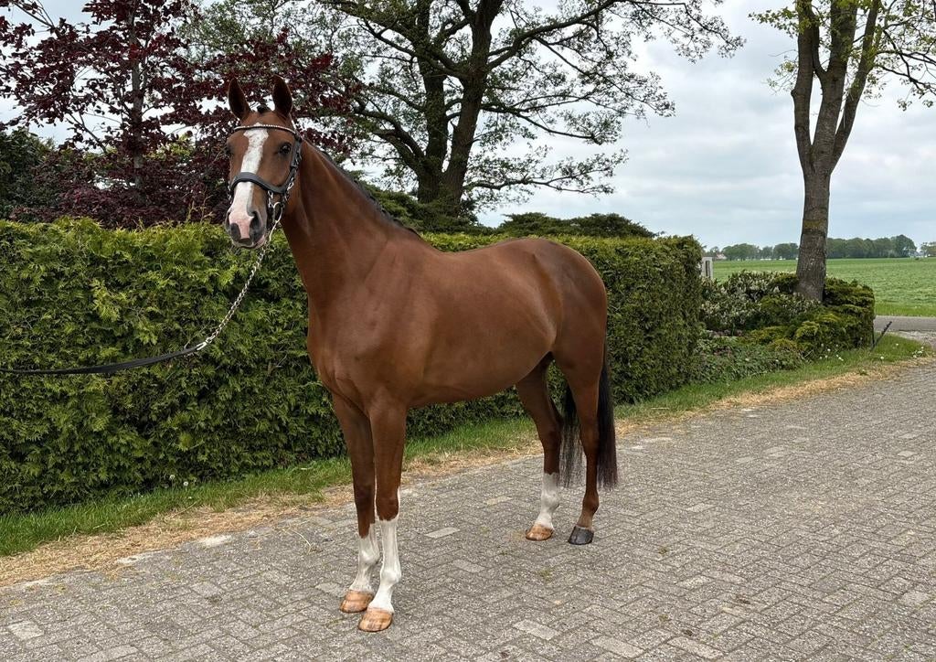 Zeer brave 5 jarige merrie, Untouchable x Indoctro, Dieren en Toebehoren, Paarden, Merrie, Springpaard, 3 tot 6 jaar, L