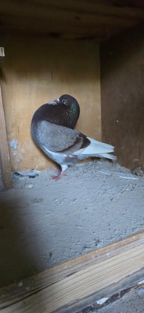 Gelderse slenken roodband, Dieren en Toebehoren, Meerdere dieren, Overige soorten