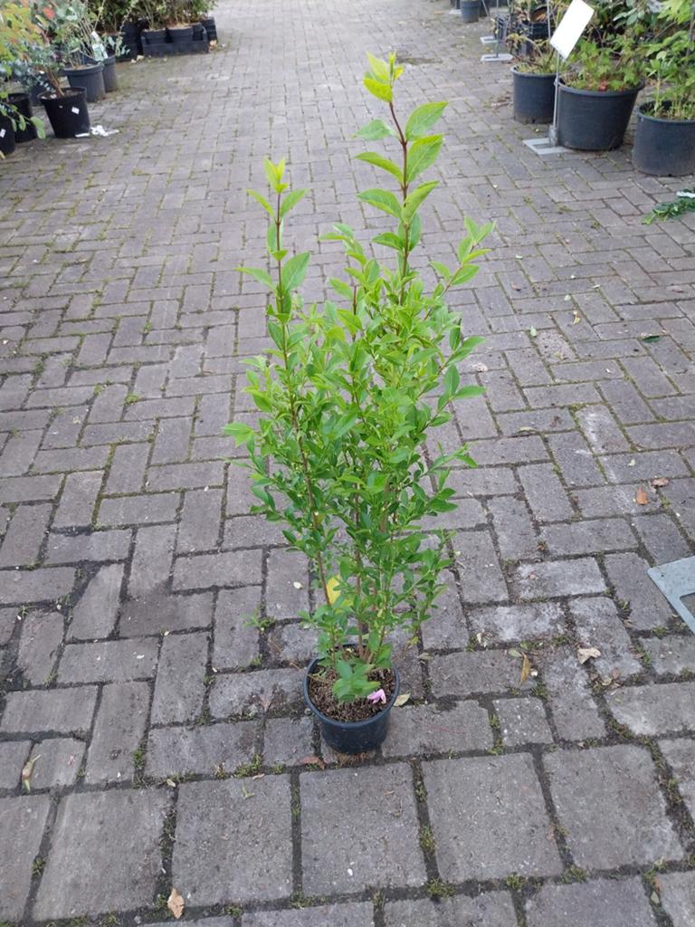 Ligustrum Ovalifolium - Haagliguster 80-100 cm, Ophalen, Overige soorten, Volle zon