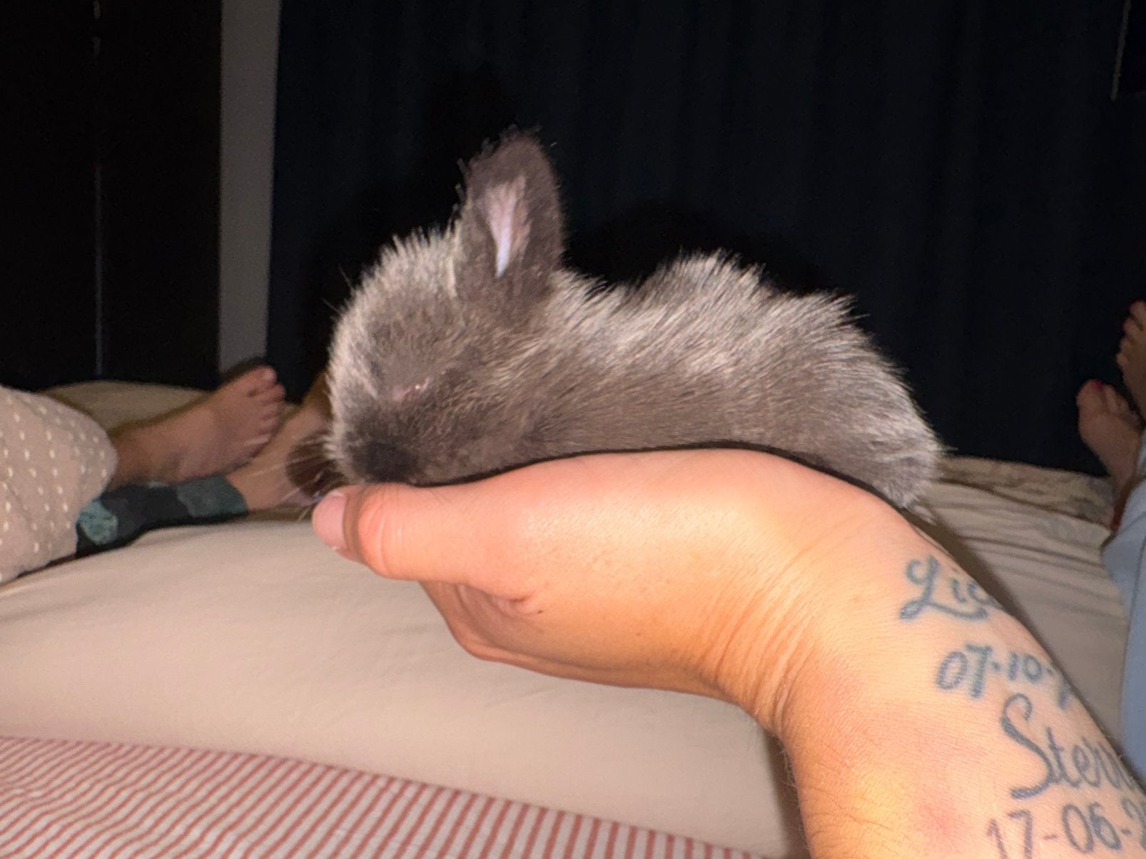 Baby konijntjes., Dieren en Toebehoren, Ophalen, Nieuw