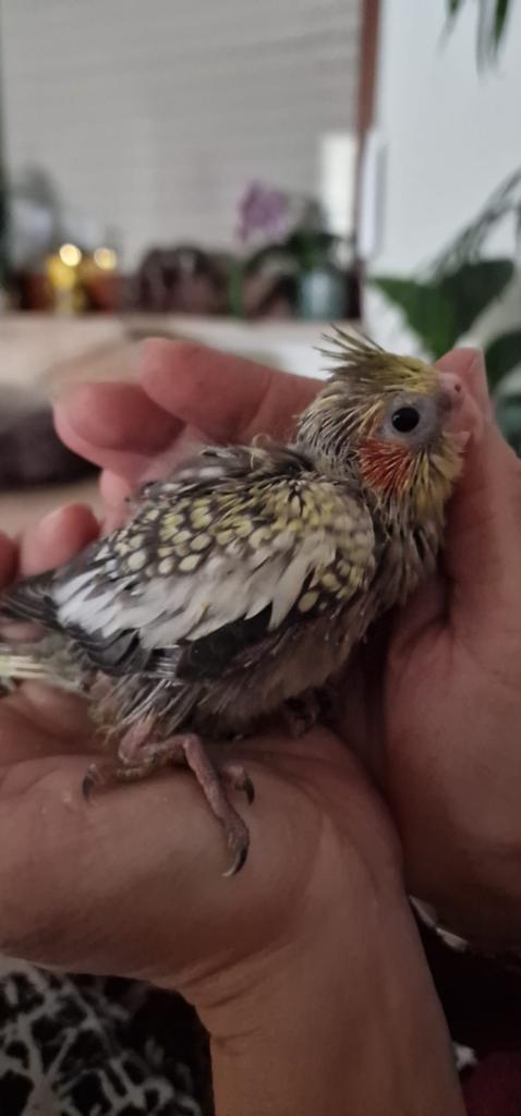 Super tamme baby valkparkiet laatste, Dieren en Toebehoren, Vogels | Parkieten en Papegaaien, Geslacht onbekend, Parkiet
