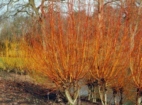 Salix alba 'Vitelinea', Schietwilg, paardvriendelijk, Ophalen of Verzenden, Overige soorten, Struik, 100 tot 250 cm