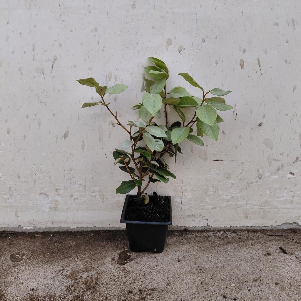 Eleagnus ebbingei | Olijfwilg |  Groenblijvende haag, Ophalen of Verzenden, Liguster, Minder dan 100 cm