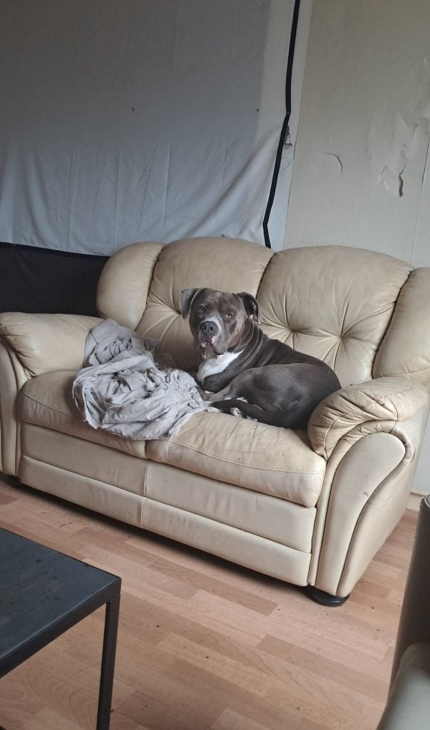Hond te koop, Dieren en Toebehoren, Eén hond, CDV (hondenziekte), 3 tot 5 jaar, Nederland