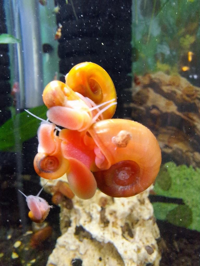 Posthoornslakken nuttige opruimers 🐌🐌🌱 roze en bruin, Dieren en Toebehoren, Vissen | Aquariumvissen, Slak of Weekdier, Zoetwatervis