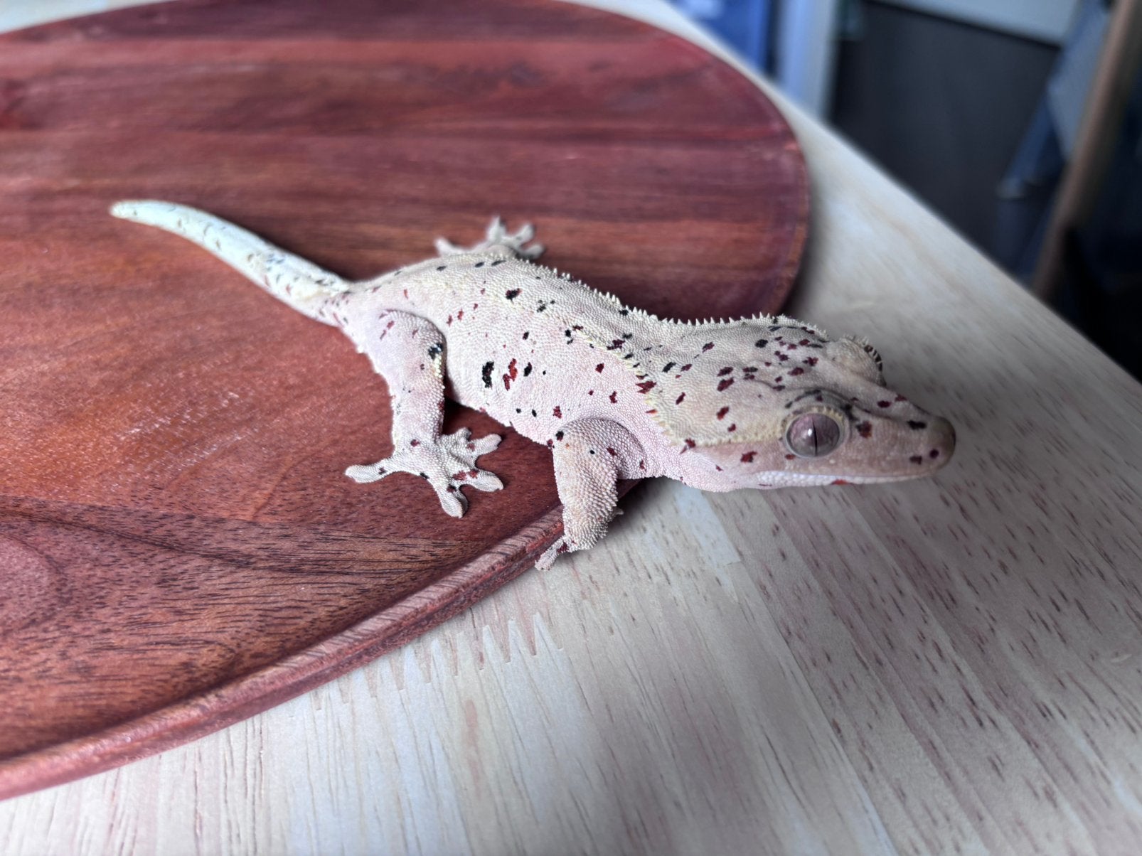 Correlophus ciliatus - Crested Gecko - Wimpergekko, Dieren en Toebehoren, Hagedis, 0 tot 2 jaar