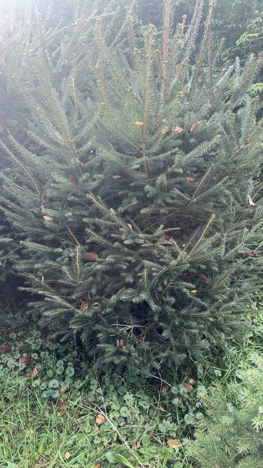 Kerstbomen Picea Abies, Tuin en Terras, Ophalen, Volle zon, Overige soorten, 100 tot 250 cm