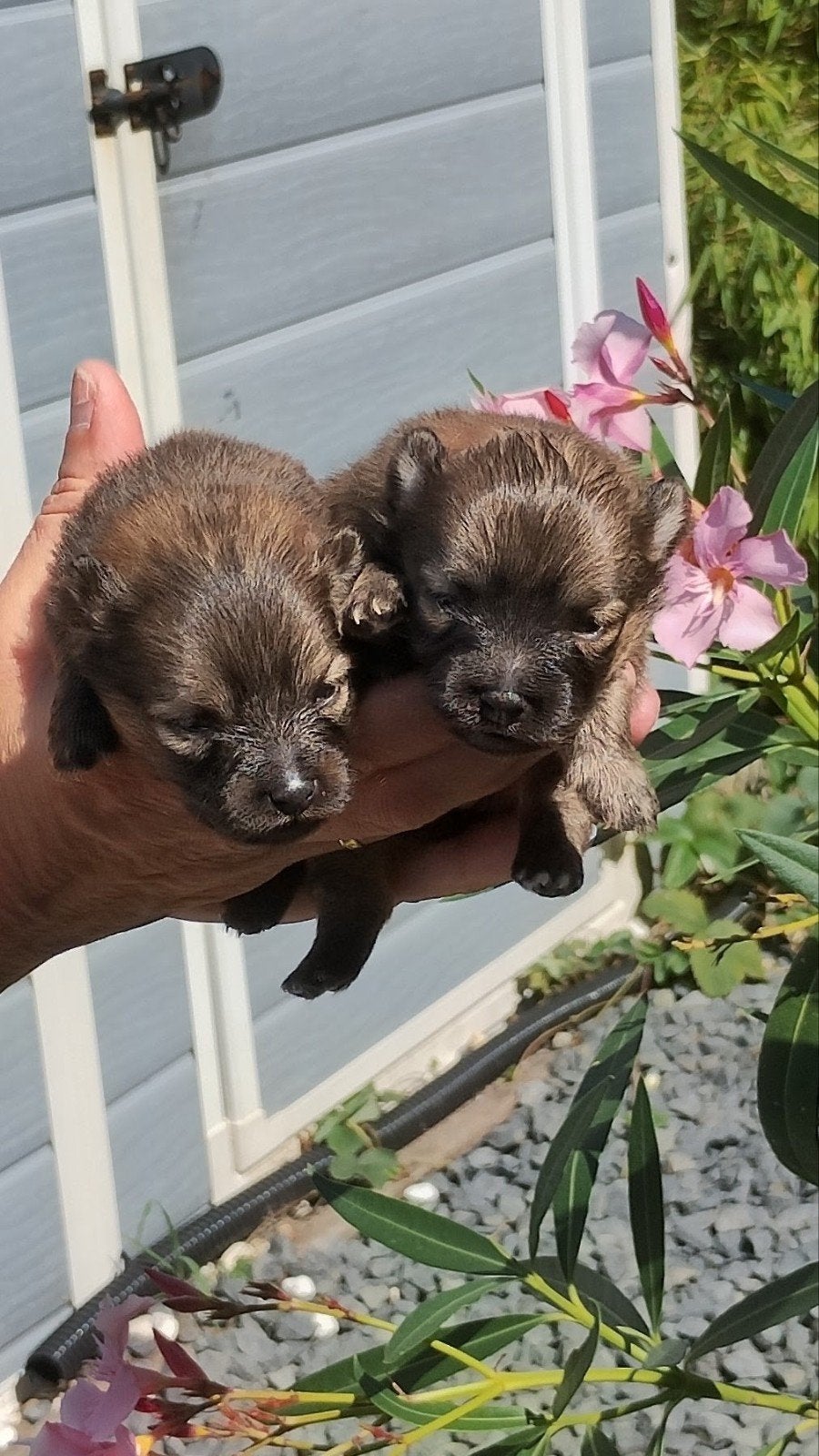 zeer mooie puppies tussen pomeriaan/chihuahua, 15 weken tot 1 jaar, Reu, Meerdere, Nederland