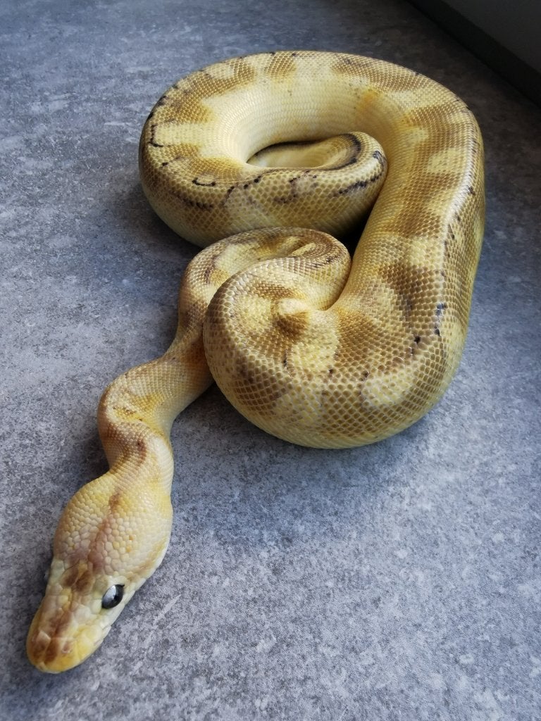 0.1 Champagne Enchi Pastel Koningspython Ball Python - male for sale from Philipse