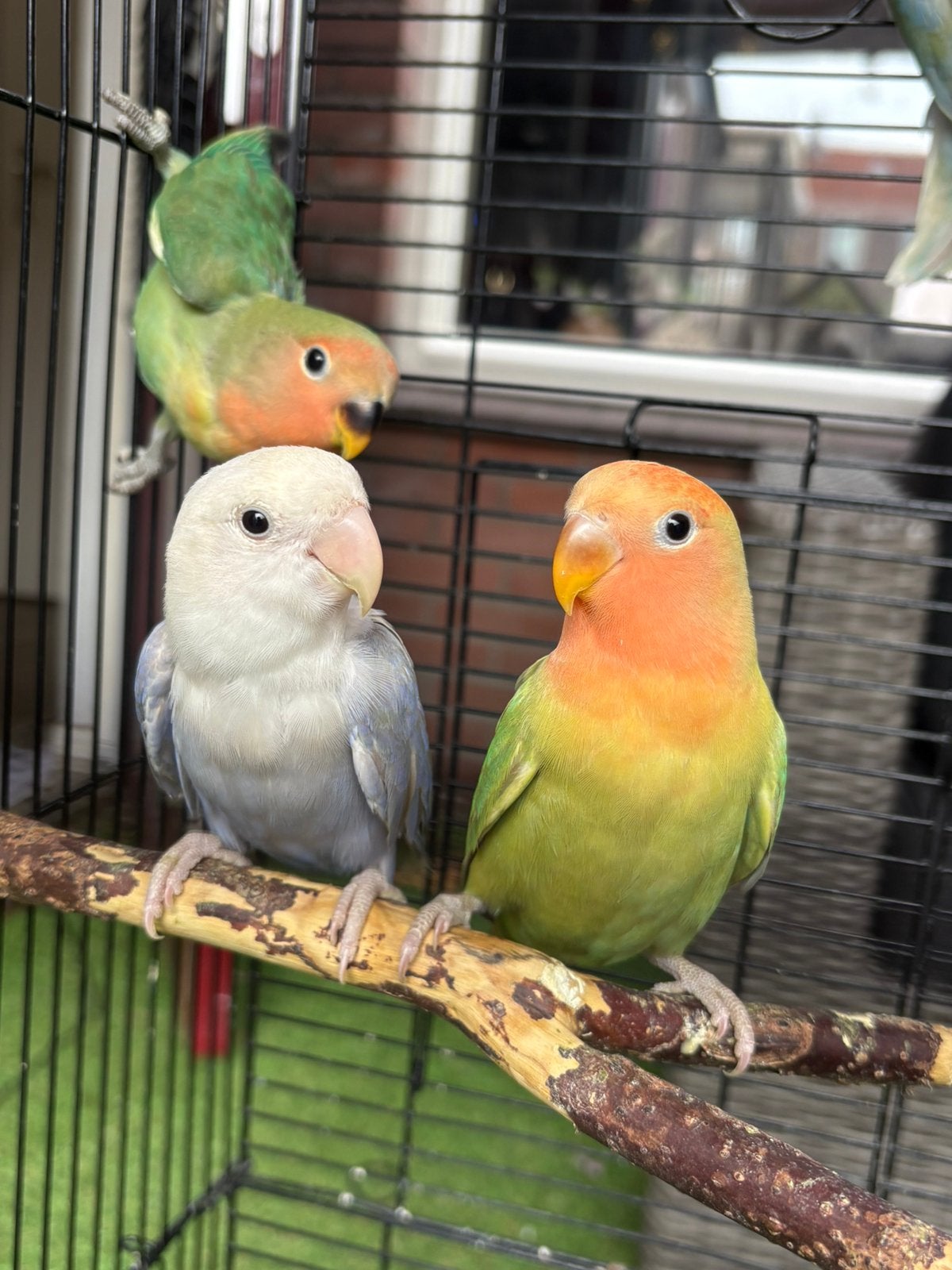 Lieve baby-agapornissen te koop, Geslacht onbekend, Dwergpapegaai of Agapornis