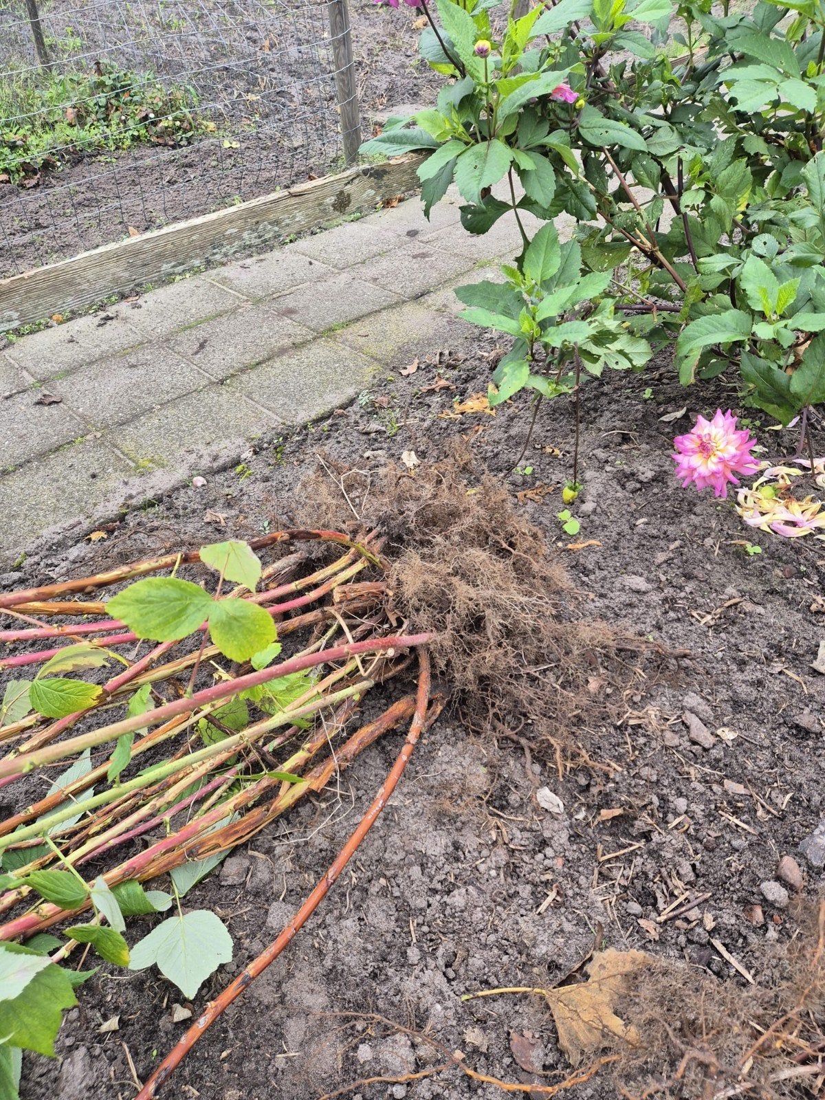 Frambozen, braam en kruisbessen stekken, Verzenden, Vaste plant, Fruitplanten