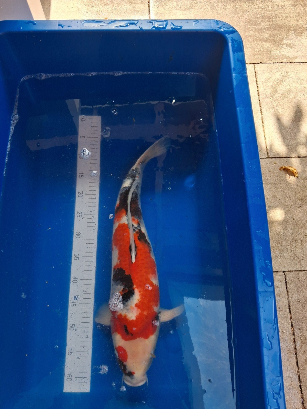 Showa geslacht vermoedelijk Female Nisai 55 cm, Karper of Koi