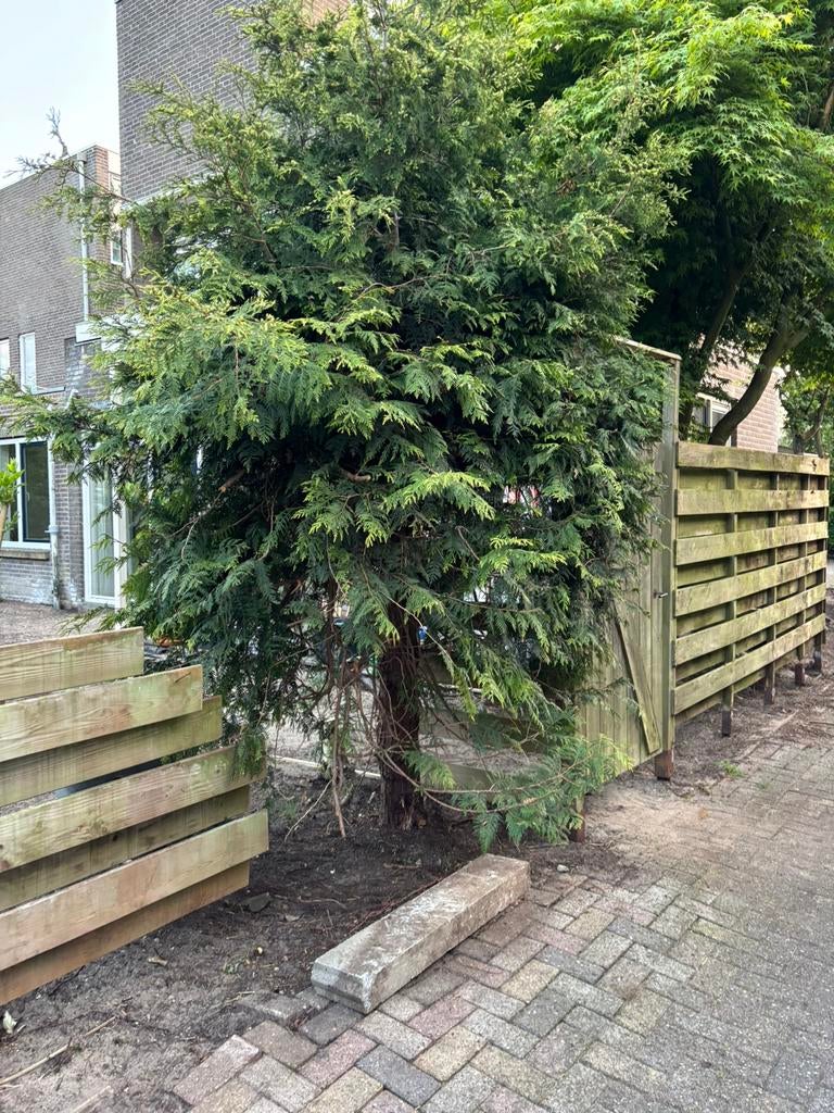 Conifeer met dikke stam 20 cm, Ophalen, Bloeit niet, Halfschaduw, Overige soorten