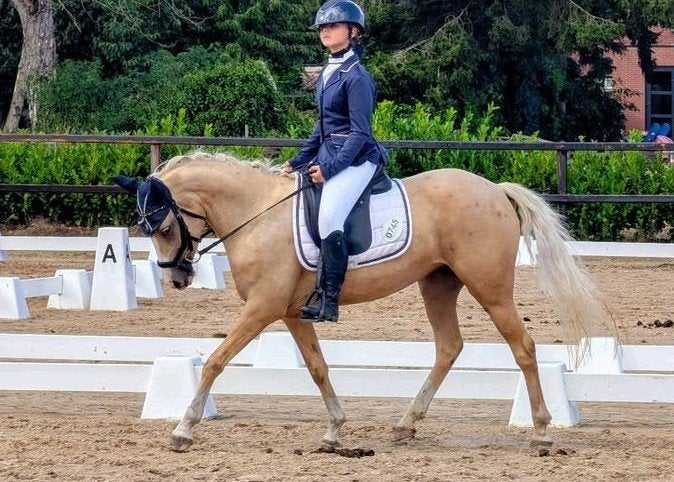 Superfijne D pony, Dieren en Toebehoren, Merrie, Dressuurpony, 3 tot 6 jaar, D pony (1.37m tot 1.48m)
