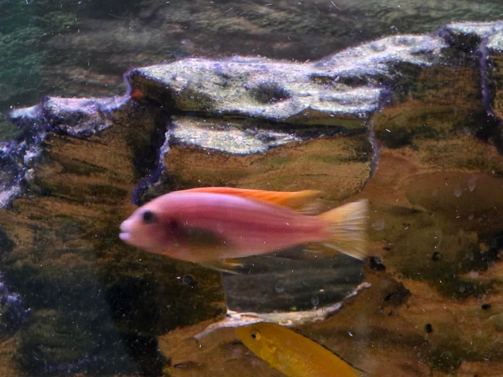 Labidochromis hongi red top vrouwtje., Dieren en Toebehoren, Vis