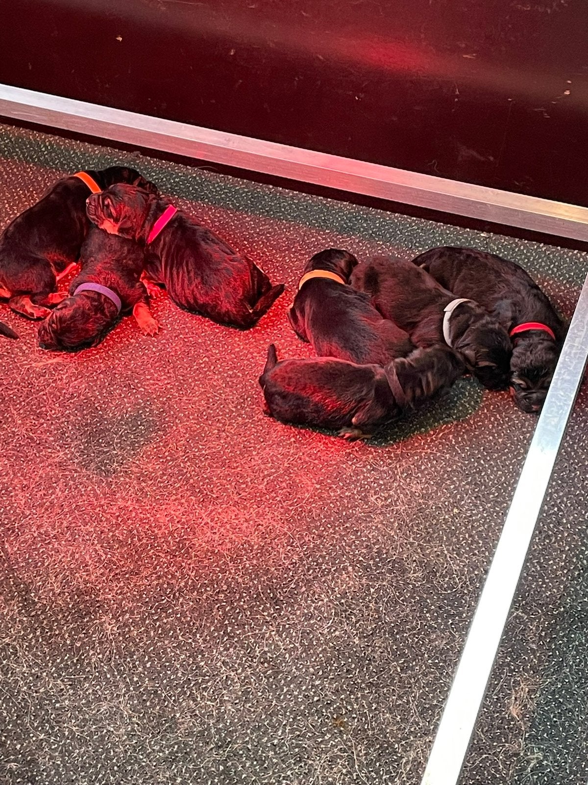 Mooie Duitse Herder pups met stamboom, Parvo, 8 tot 15 weken, Meerdere, Meerdere dieren