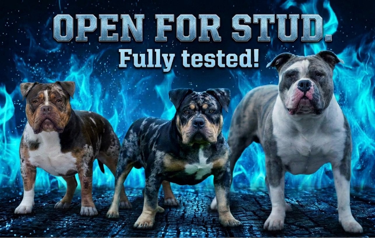 American Bully XL en pocket Dekreu Merle Tricolor, Dieren en Toebehoren, België, Fokker | Hobbymatig, Reu, 1 tot 2 jaar