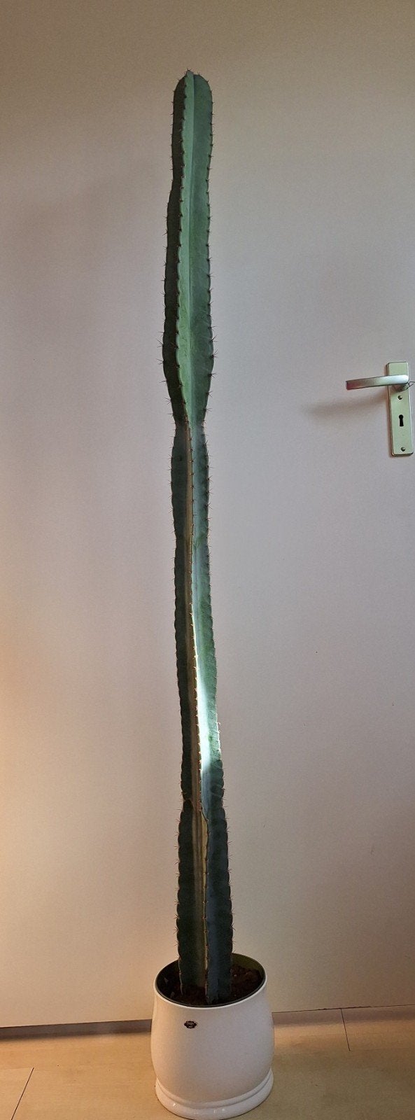 Hoge cactus 140 cm., Ophalen
