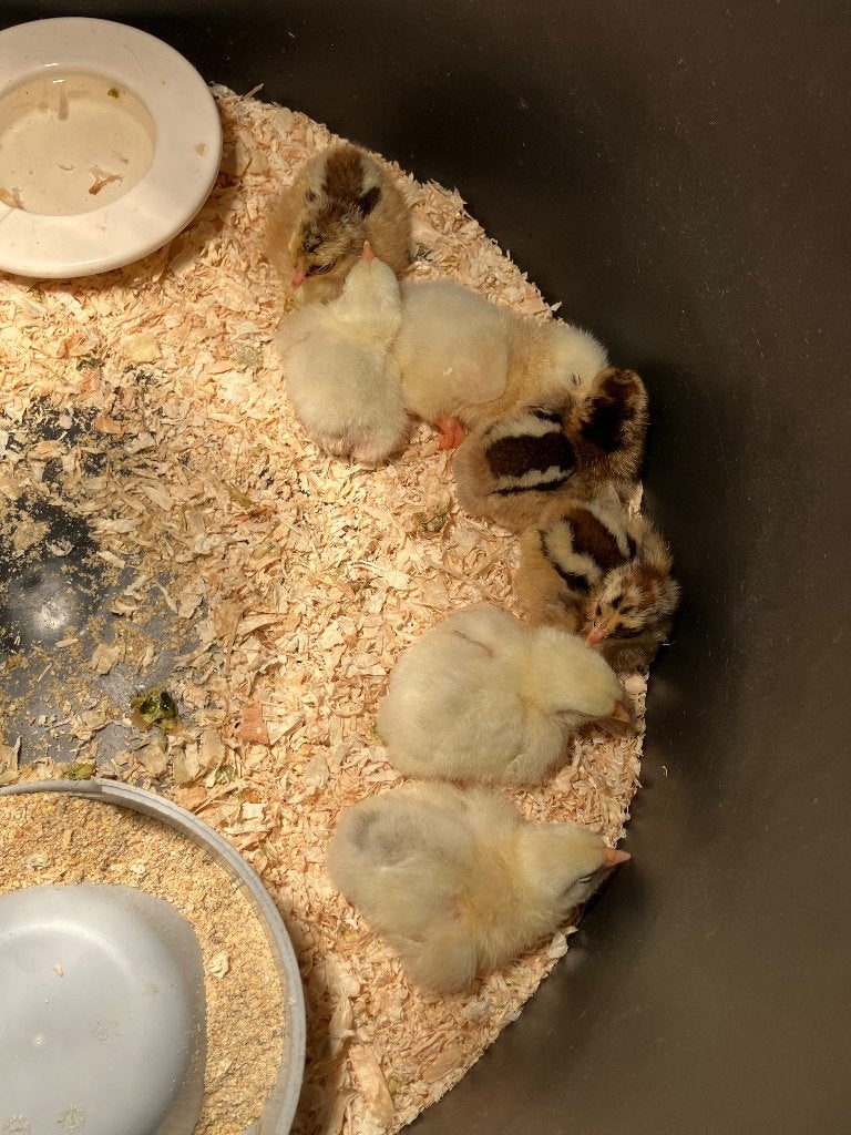 Barnevelder kriel dubbelgezoomd, Dieren en Toebehoren, Geslacht onbekend, Kip
