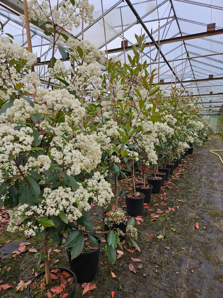 Photinia 'Red robin' te koop! (Glansmispel), Vaste plant, Halfschaduw, Lente, Ophalen