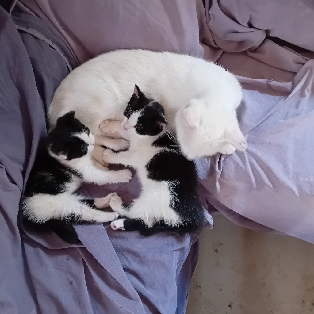 Goed tehuis gezocht voor kittens, Meerdere dieren, Kortharig, 0 tot 2 jaar