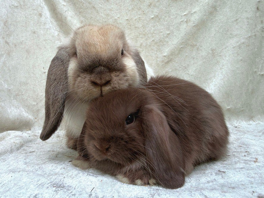 Prachtig mooi super lief handtam Minilop koppeltje, Meerdere dieren, Klein, Hangoor, 0 tot 2 jaar