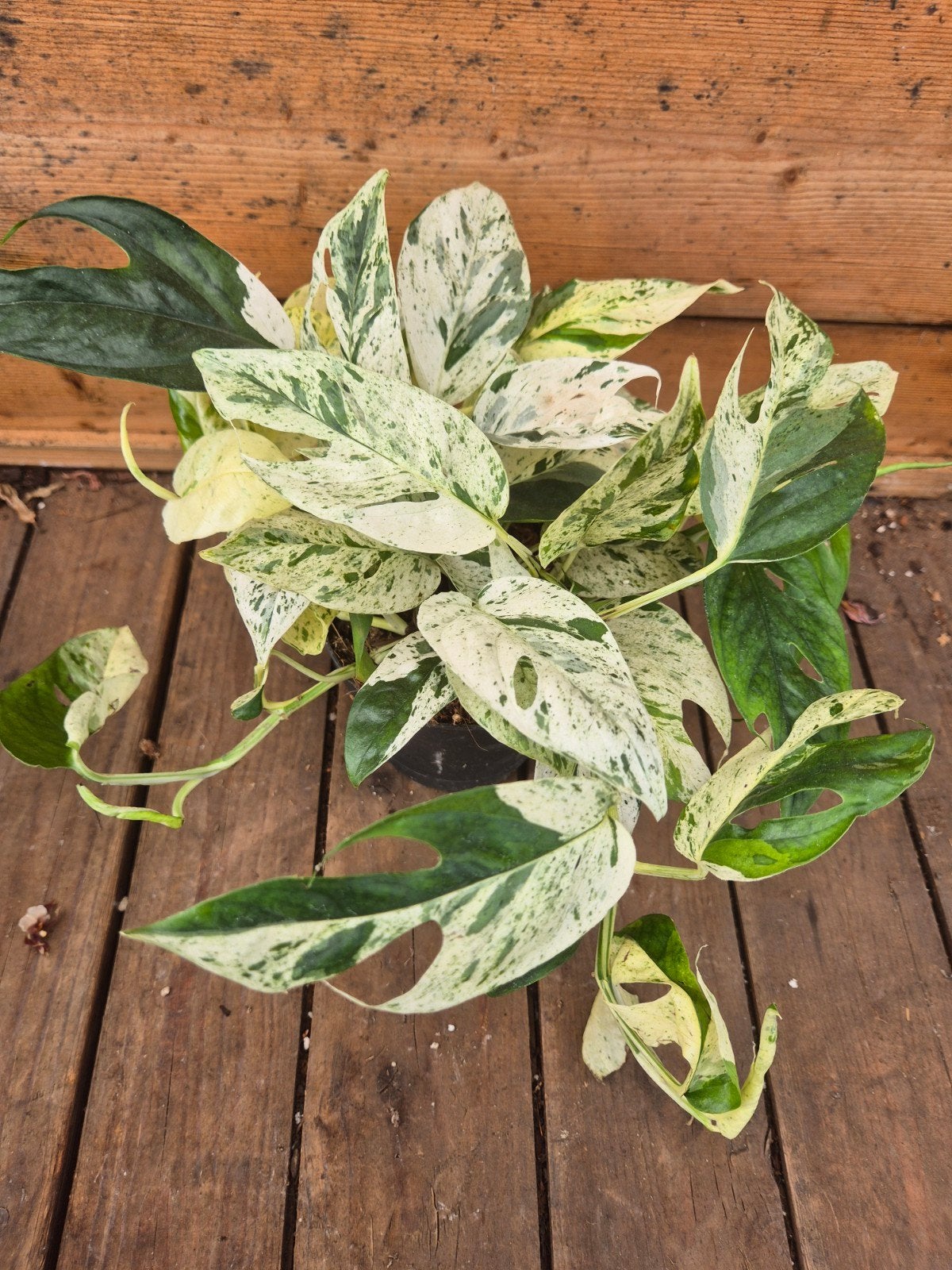 Epipremnum pinnatum Marble King p12 (5)