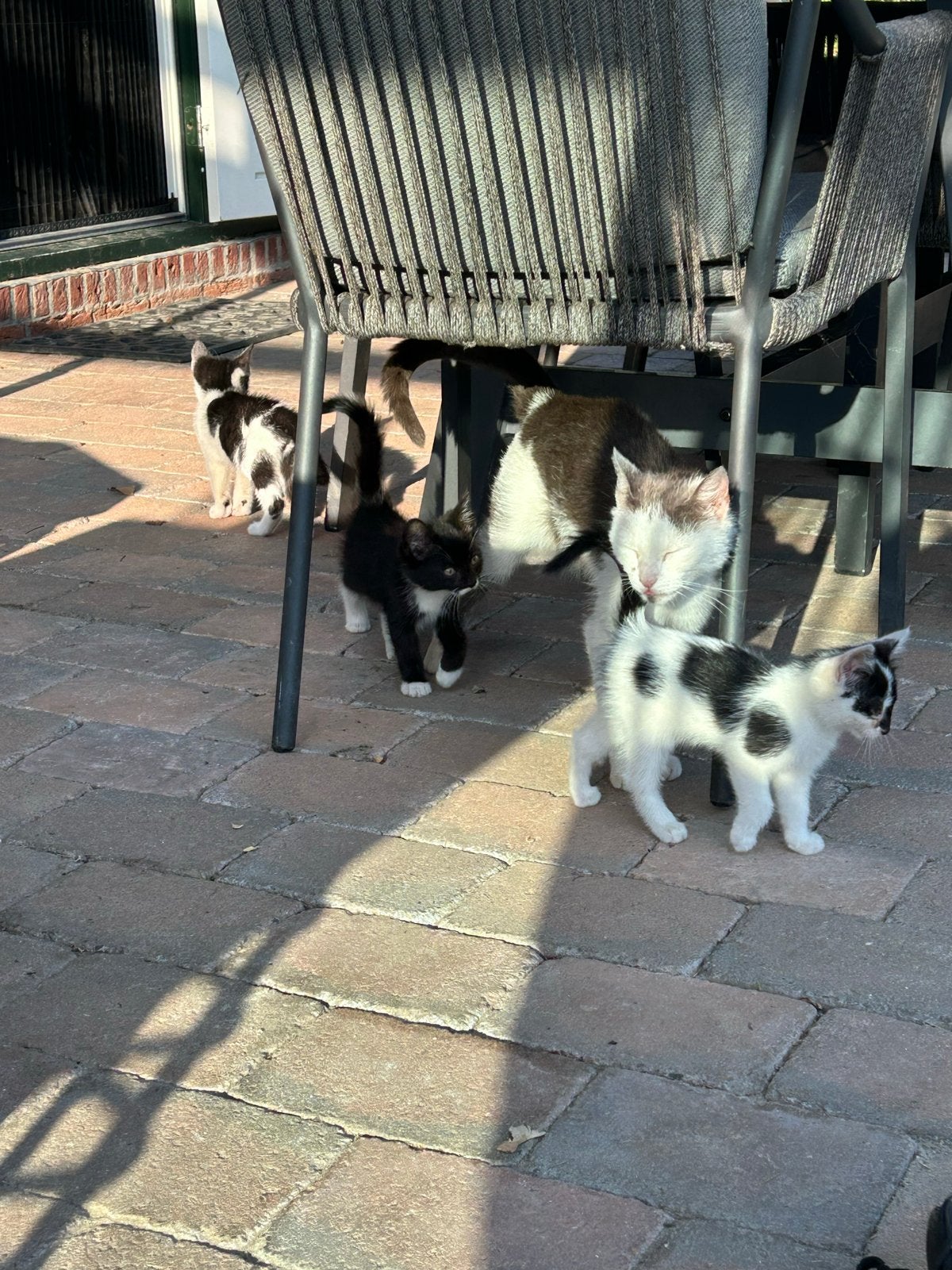 Leuke speelse kittens aangeboden, Meerdere dieren, Kortharig, 0 tot 2 jaar