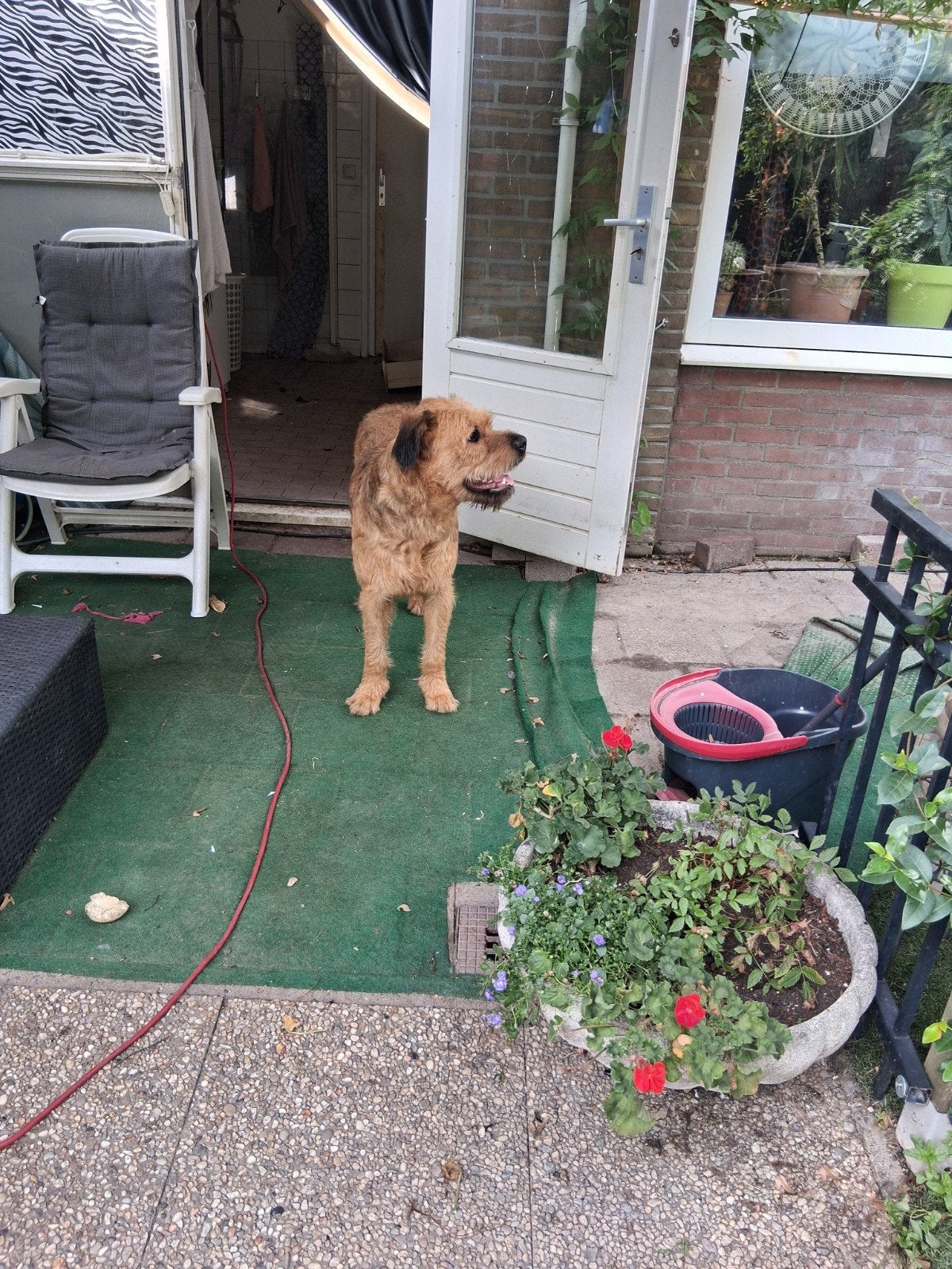 Boan een lieve enthousiaste knuffel, CDV (hondenziekte), 1 tot 2 jaar, Teef, Groot