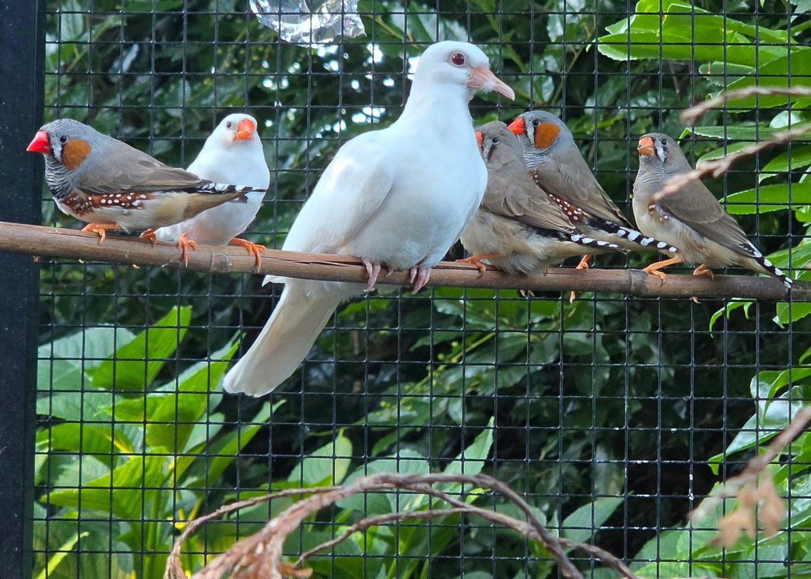 Wit lachduifje, 4 weken, Dieren en Toebehoren, Vogels | Duiven, Geslacht onbekend, Overige soorten