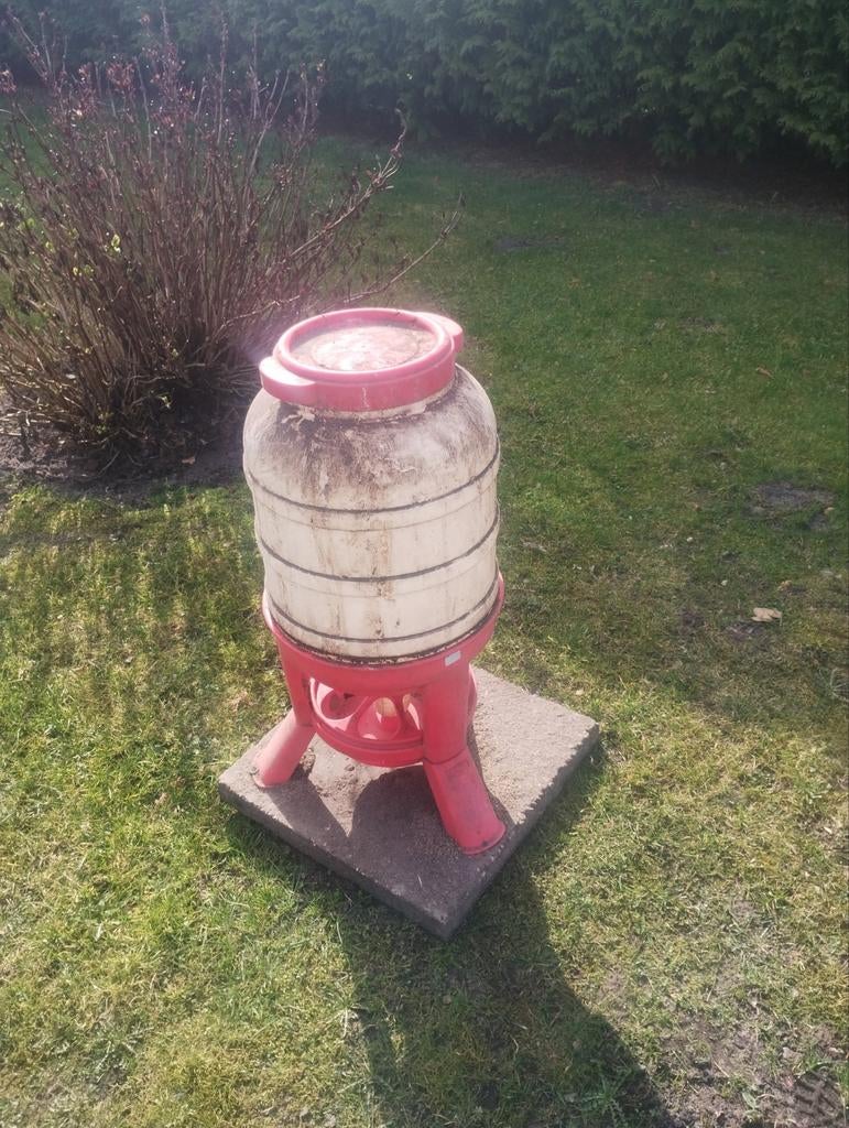Voertoren/kippen, Dieren en Toebehoren, Vrouwelijk, Kip
