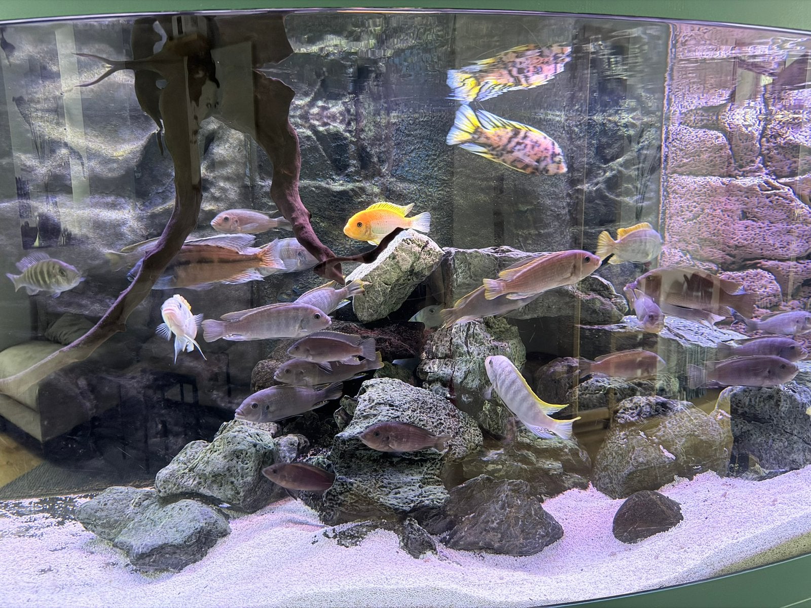 Volwassen Malawi cichliden 10-15 cm, Vis, Zoetwatervis