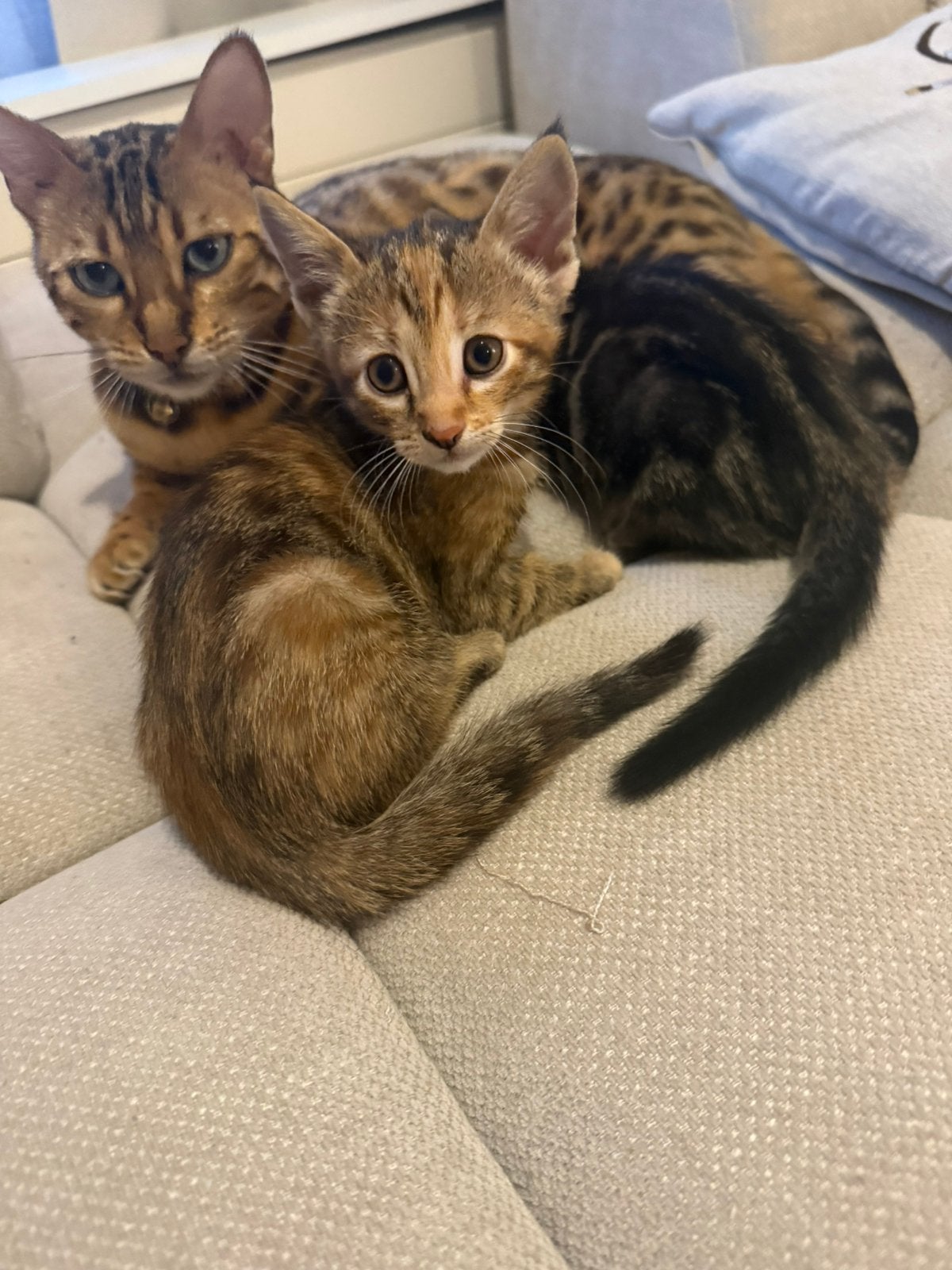 Bengalen mix kitten vrouwtje, Dieren en Toebehoren, 0 tot 2 jaar