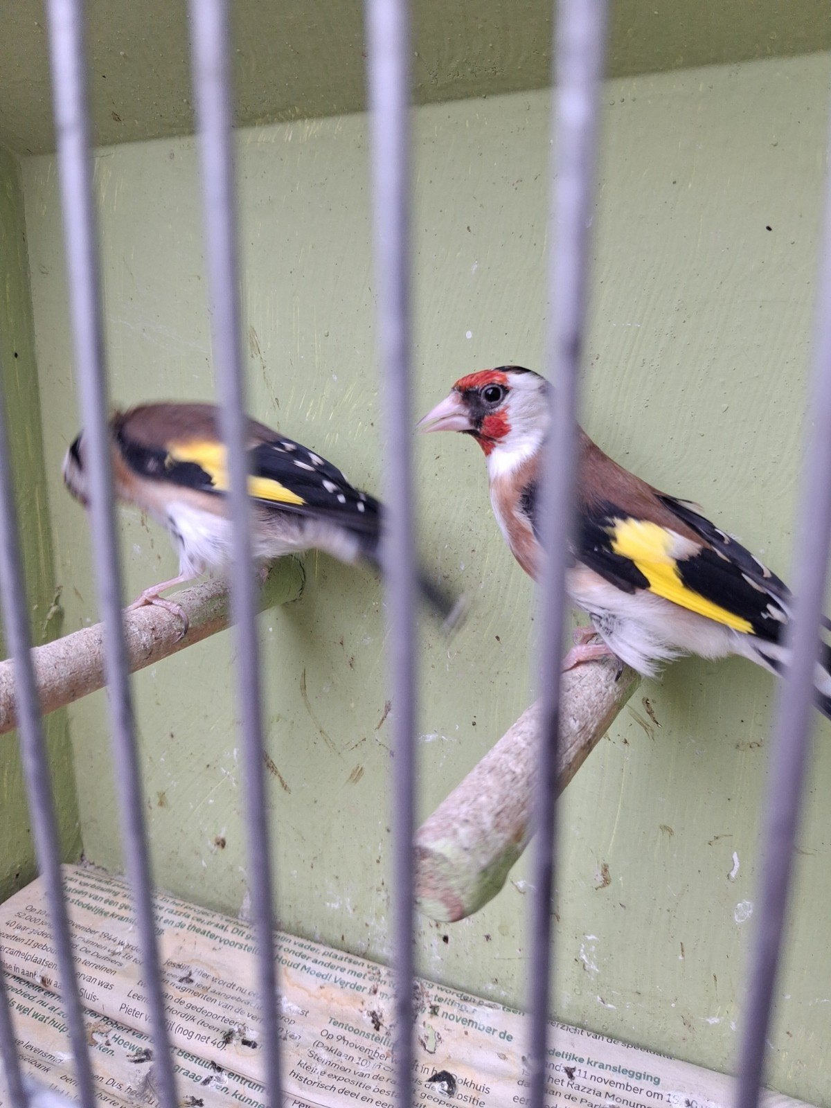 Bloemputter kopel, Dieren en Toebehoren, Vogels | Overige Vogels