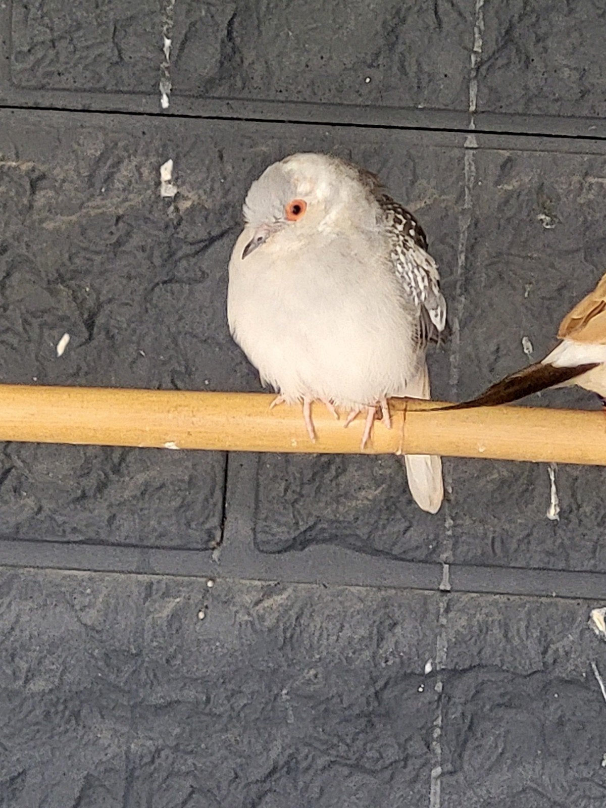 Trio diamantduifjes, Dieren en Toebehoren, Vogels | Overige Vogels, Meerdere dieren