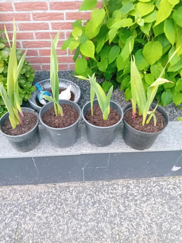 Gladiolen met bloempotten, Ophalen